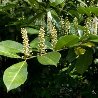 Cherry Laurel